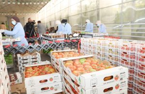 El-Meghaïer : Exportation de 80 tonnes de tomate vers l’Espagne