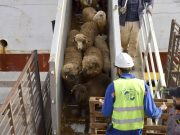IL TRANSPORTE UNE CARGAISON DE MOUTONS IMPORTÉS : Un navire accoste au port d’Alger