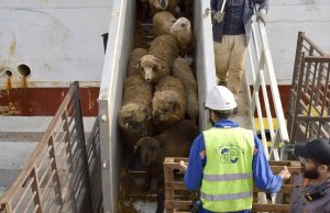 IL TRANSPORTE UNE CARGAISON DE MOUTONS IMPORTÉS : Un navire accoste au port d’Alger