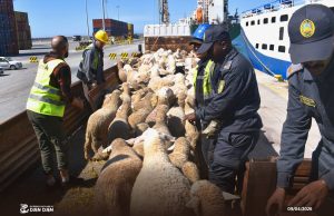 IMPORTATION DE MOUTONS : 26 000 têtes arrivent à Oran et Djen Djen