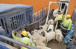 VIA LA PLATEFORME « ADHAHI.DZ » : L’achat des moutons importés se fera exclusivement en ligne