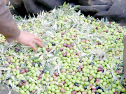 Oléiculture : Hausse de 28% de la production à Chlef