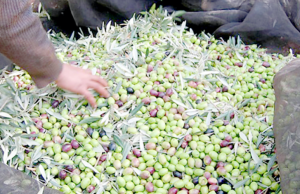 Oléiculture : Hausse de 28% de la production à Chlef