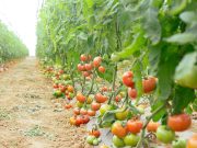 FILIÈRE DE LA TOMATE : Produire c’est bien, réguler c’est encore mieux