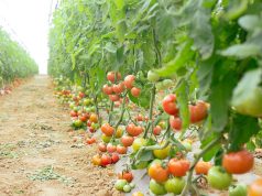FILIÈRE DE LA TOMATE : Produire c’est bien, réguler c’est encore mieux