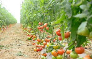 FILIÈRE DE LA TOMATE : Produire c’est bien, réguler c’est encore mieux