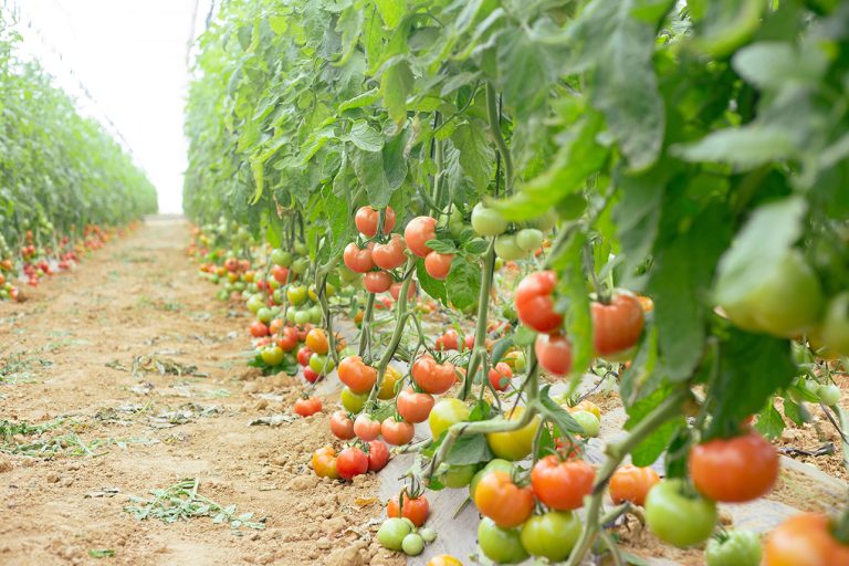 Mostaganem : Une production prévisionnelle de plus d’un million de qx de tomates attendue