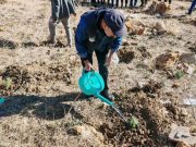 Blida : Mise en terre de plus de 305.000 plants, objectifs » largement dépassés «