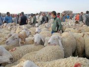 Marchés à bestiaux à Sidi Bel-Abbes : Une dynamique croissante à l’approche de l’Aïd El Adha