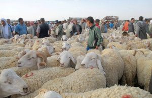 Marchés à bestiaux à Sidi Bel-Abbes : Une dynamique croissante à l’approche de l’Aïd El Adha