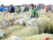 El Bayadh : Une vingtaine de points de vente de bétail en prévision de l’Aïd El-Adha
