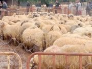 Oran : Lancement de la vente des moutons importés