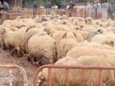 Oran : Lancement de la vente des moutons importés