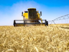 UNE PRODUCTION DE CÉRÉALES RECORD ATTENDUE POUR LA SAISON 2025-2026 : Sur le chemin de la souveraineté alimentaire