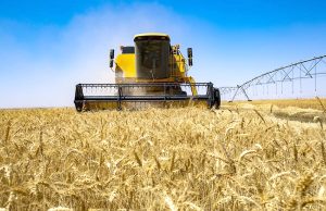 UNE PRODUCTION DE CÉRÉALES RECORD ATTENDUE POUR LA SAISON 2025-2026 : Sur le chemin de la souveraineté alimentaire