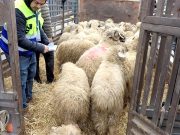Aïd el-Adha : Recommandations pour l’élevage des moutons importés