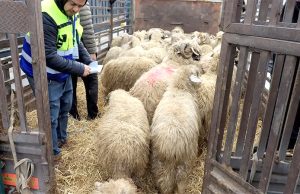 Aïd el-Adha : Recommandations pour l’élevage des moutons importés