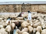 Tlemcen : Lancement de l’opération de commercialisation des moutons importés