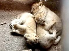 Trois lionceaux d’Afrique voient le jour au parc zoologique de Bordj Blida (Jijel)