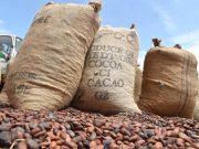 Quatre pays africains annoncent la création de l’Alliance pour la valorisation du cacao