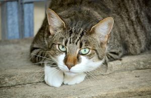 Pour propager des incendies en Calabre, Italie :« Des chats transformés en torches vivantes et lâchés dans les champs »