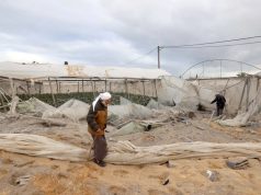 AGRICULTURE, ÉLEVAGE ET PÊCHE : Des filières vitales en ruines à Ghaza