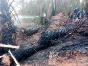 EN VUE D’UNE INDEMNISATION DES SINISTRÉS DES INCENDIES : Les commissions de wilaya commencent à recenser les dégâts
