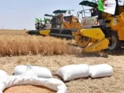Batna : Une récolte exceptionnelle avec plus de 670 000 qx de céréales collectés