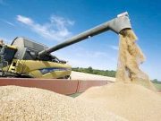 Tipasa : Production prévisionnelle de plus de 188.000 quintaux de céréales