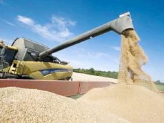 Tipasa : Production prévisionnelle de plus de 188.000 quintaux de céréales