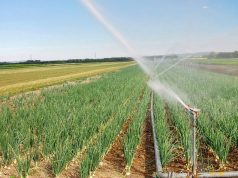 8 millions de mètres cubes d’eau pour soutenir l’opération d’irrigation : Une Bouffée d’Oxygène pour l’Agriculture à Relizane