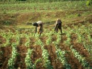 Ayant dépassé les objectifs fixés : Le Burkina Faso relance l’offensive agropastorale et halieutique de 2026-2028