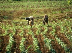 Ayant dépassé les objectifs fixés : Le Burkina Faso relance l’offensive agropastorale et halieutique de 2026-2028