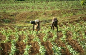 Ayant dépassé les objectifs fixés : Le Burkina Faso relance l’offensive agropastorale et halieutique de 2026-2028