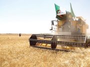 LA RECOLTE CEREALIERE DE LA SAISON S’ANNONCE PROMETTEUSE : Les grains de l’autosuffisance alimentaire
