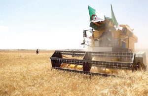LA RECOLTE CEREALIERE DE LA SAISON S’ANNONCE PROMETTEUSE : Les grains de l’autosuffisance alimentaire