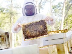 Pour dynamiser la production de miel à El Tard : 450 apiculteurs formés aux techniques modernes