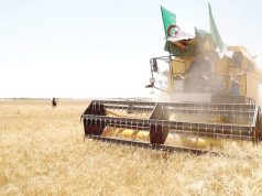 Constantine : L’innovation et la maîtrise technique au cœur de la relance céréalière