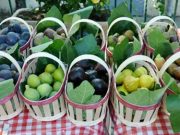 Takerboust (Bouia) à l’honneur : La première édition du Festival de la figue célèbre le terroir local