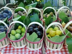 Takerboust (Bouia) à l’honneur : La première édition du Festival de la figue célèbre le terroir local