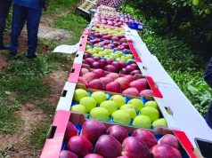 FILIÈRE POMME : Khenchela prévoit une production de plus de 2 millions de quintaux