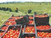 Culture de la tomate : Un secteur en pleine expansion à El-Oued