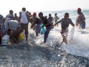 Afrique du Sud : Enquête sur de « nouveaux signalements de mortalité » de sardines le long de la côte
