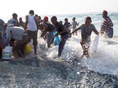 Afrique du Sud : Enquête sur de « nouveaux signalements de mortalité » de sardines le long de la côte