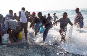 Afrique du Sud : Enquête sur de « nouveaux signalements de mortalité » de sardines le long de la côte