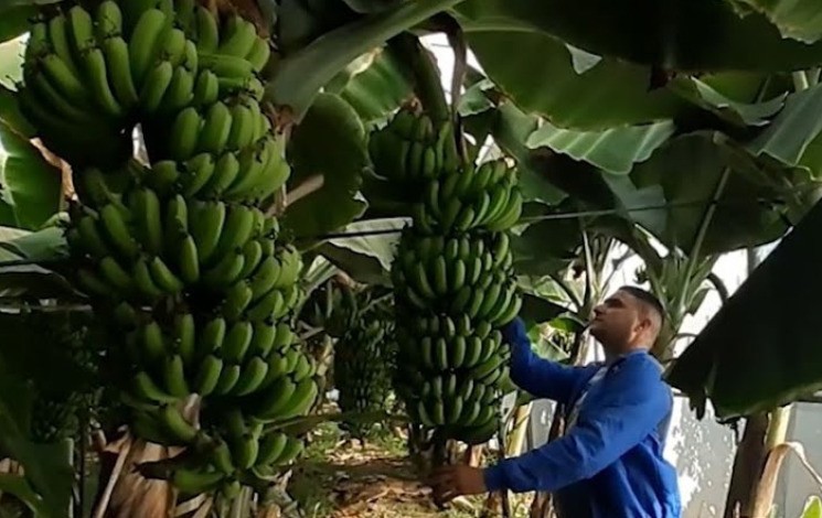 Culture de la banane à Jijel : De nouveaux sites pour étendre sa production