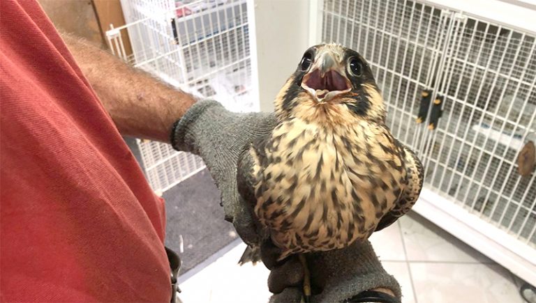 Récupération d’une espèce d’aigles rare proposée à la vente dans un marché à Adrar