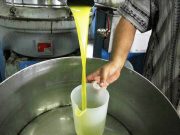 Huile d’olive : Une production de 5,5 millions de litres attendue à Bouira
