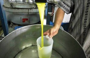 Huile d’olive : Une production de 5,5 millions de litres attendue à Bouira