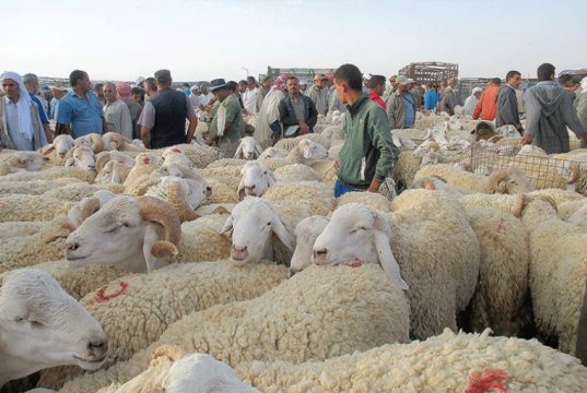 IMPORTATION DE MOUTONS, APPROVISIONNEMENT, DISTRIBUTION, SÉCURITÉ ET CONTINUITÉ DES SERVICES : Les ultimes préparatifs de l’Aïd el-Adha
